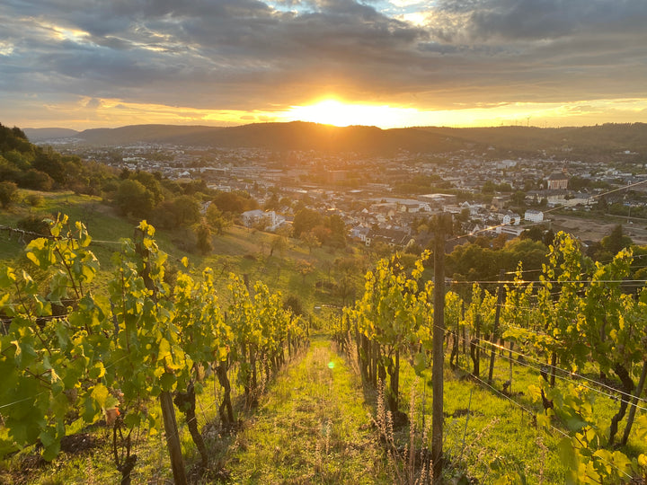 Von warmen Füßen und Traubengold: Weinlese 2022